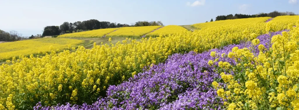 あわじ花さじき